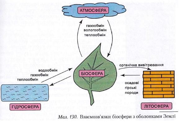 Нарисуйте схему связь биосферы